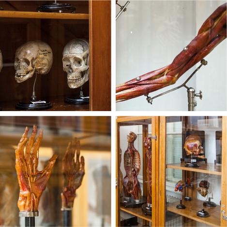 The Anatomy Museum